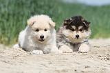 CHIEN FINNOIS DE LAPONIE 609